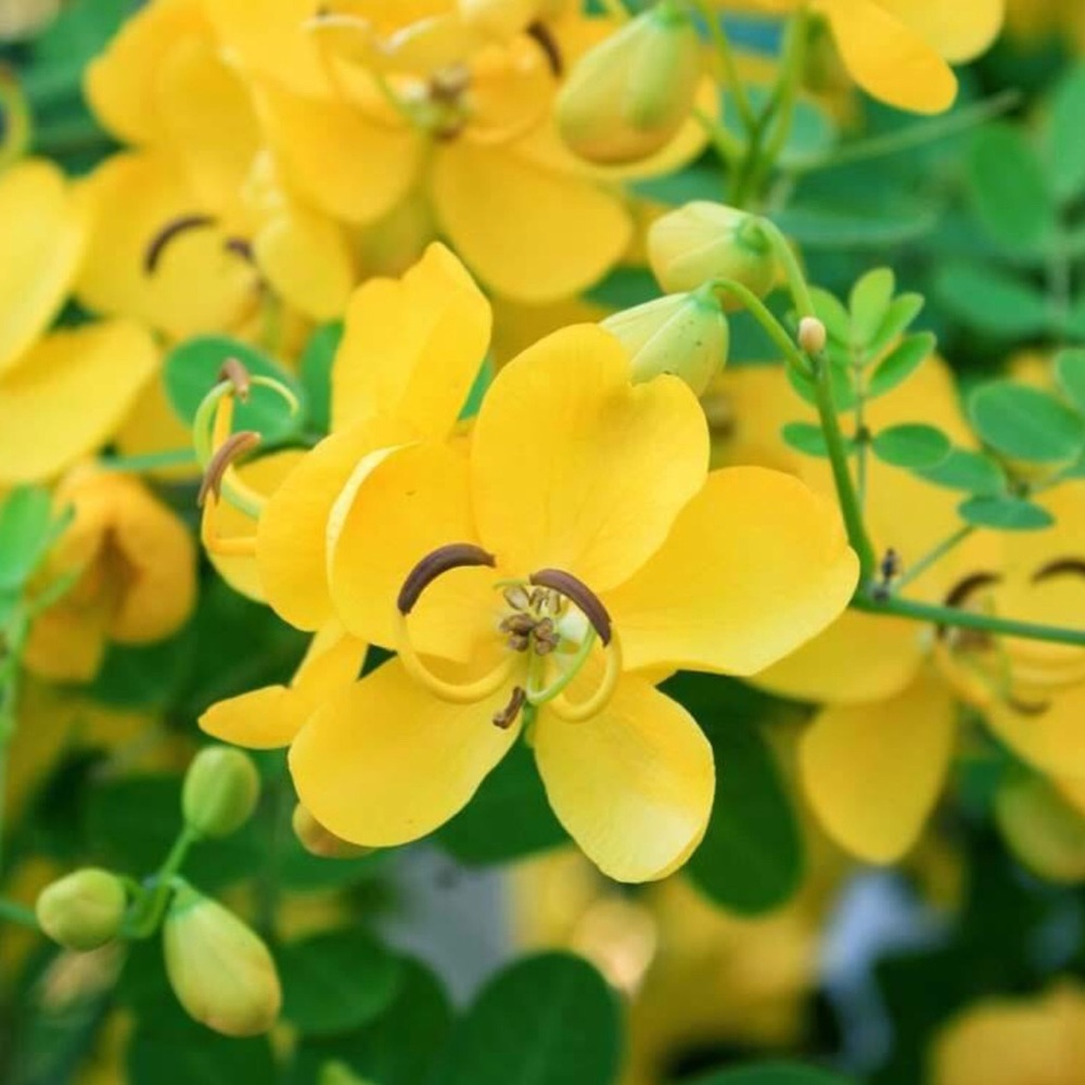 Meet your Posher, Ana